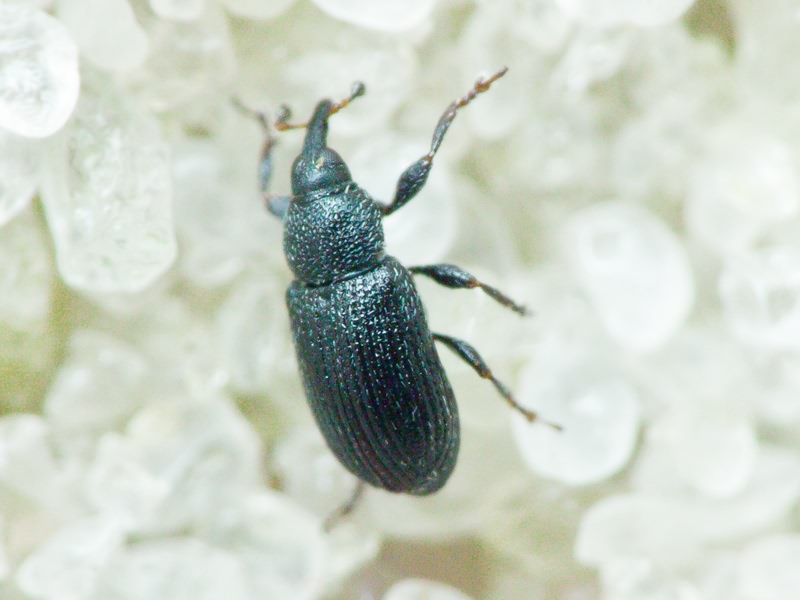 Gymnetron melanarium Germar, 1821